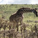 TZA ARU Ngorongoro 2016DEC23 053 : 2016, 2016 - African Adventures, Africa, Arusha, Date, December, Eastern, Month, Ngorongoro, Places, Tanzania, Trips, Year